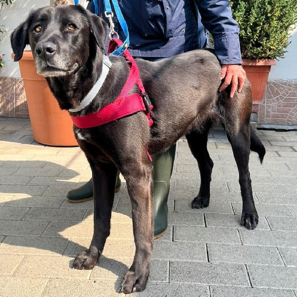 ELIJA BELLISSIMA LABRADOR Foto 7